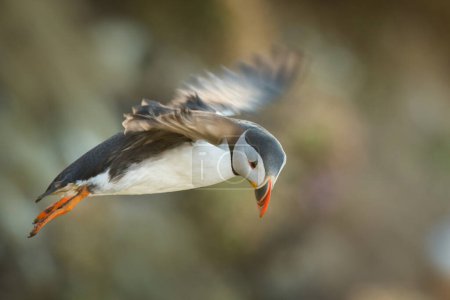 Photo for Flying Atlantic puffin in its natural habitat, north sea, detail, Shetlands, Norway, seabird, wildlife - Royalty Free Image