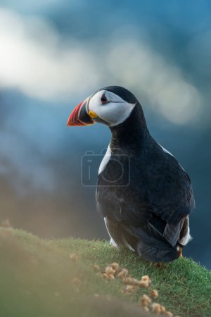Photo for Cute Atlantic puffin in its natural habitat, north sea, detail, Shetlands, Norway, seabird, wildlife - Royalty Free Image