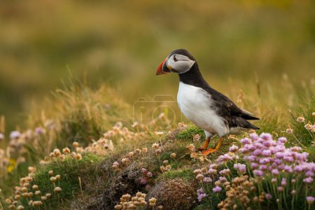 Foto de Lindo frailecillo atlántico en su hábitat natural, mar del norte, detalle, Shetlands, Noruega, aves marinas, fauna - Imagen libre de derechos