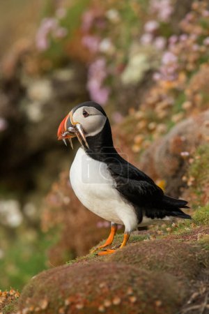 Foto de Lindo frailecillo atlántico en su hábitat natural, mar del norte, detalle, Shetlands, Noruega, aves marinas, fauna - Imagen libre de derechos