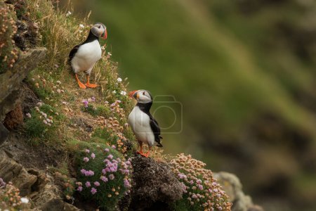 Téléchargez les photos : Macareux macareux dans son habitat naturel, mer du Nord, détails, Shetlands, Norvège, oiseaux de mer, faune - en image libre de droit
