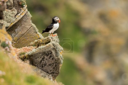Photo for Cute Atlantic puffin in its natural habitat, north sea, detail, Shetlands, Norway, seabird, wildlife - Royalty Free Image