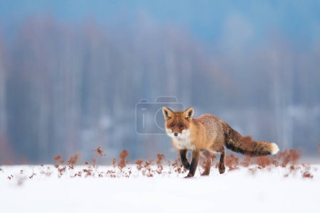 Photo for Red fox in its natural habitat, winter, snow, close up, detail - Royalty Free Image