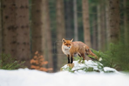 Téléchargez les photos : Renard roux dans son habitat naturel, hiver, neige, gros plan, détail - en image libre de droit