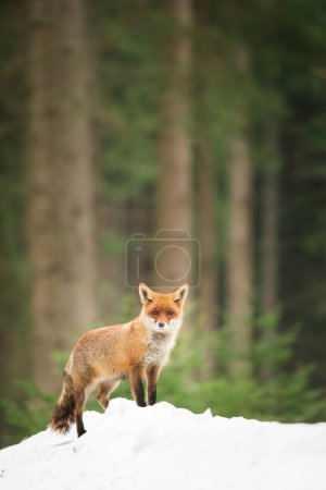 Photo for Red fox in its natural habitat, winter, snow, close up, detail - Royalty Free Image