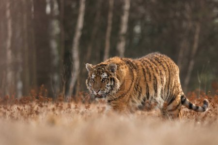 Photo for Siberian tiger in its natural habitat, predator, close up, Russia, north, winter, snow - Royalty Free Image