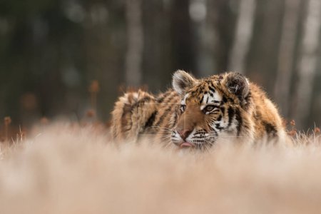 Foto de Tigre siberiano en su hábitat natural, depredador, primer plano, Rusia, norte, invierno, nieve - Imagen libre de derechos