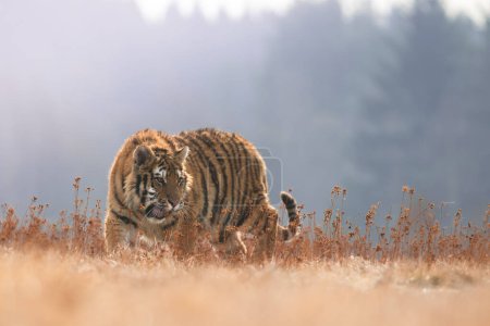 Téléchargez les photos : Tigre de Sibérie dans son habitat naturel, prédateur, gros plan, Russie, nord, hiver, neige - en image libre de droit