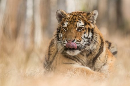 Photo for Siberian tiger in its natural habitat, predator, close up, Russia, north, winter, snow - Royalty Free Image