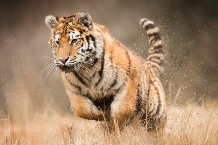 Téléchargez les photos : Tigre de Sibérie dans son habitat naturel, prédateur, gros plan, Russie, nord, hiver, neige - en image libre de droit