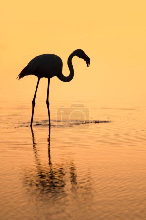 Photo for Pink flamingo in the natural environment, Phoenicopterus roseus, Camarque, France, close up, detail, nature - Royalty Free Image