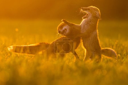 Téléchargez les photos : Mignon renard roux dans l'environnement naturel, Vulpes vulpes, gros plan, nature, détails - en image libre de droit