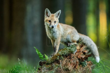 Téléchargez les photos : Mignon renard roux dans l'environnement naturel, Vulpes vulpes, gros plan, nature, détails - en image libre de droit
