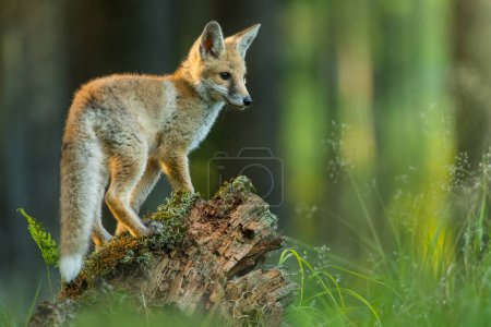 Photo for Cute red fox in the natural environment, Vulpes vulpes, close up, nature, detail - Royalty Free Image
