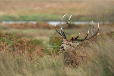 Photo for Red deer in the natural environment, Cervus elaphus, wildlife, close up, nature - Royalty Free Image