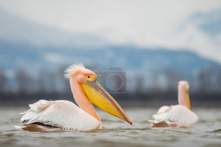 Photo for White pelican in the natural environment, wildlife, close up, Kerkini, Pelecanus crispus - Royalty Free Image