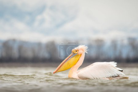 Photo for White pelican in the natural environment, wildlife, close up, Kerkini, Pelecanus crispus - Royalty Free Image