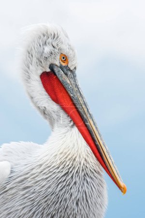 Photo for Dalmatian pelican in the natural environment, wildlife, close up, Kerkini, Pelecanus crispus - Royalty Free Image