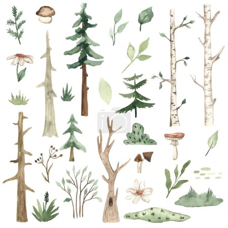 Foto de Plantas del bosque, abedul, árboles, abeto, pino, hojas, flores, hierba, vegetación, arbustos, setas para tarjetas infantiles y saludos Conjunto de acuarelas - Imagen libre de derechos