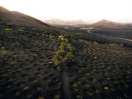 Photo for Aerial photo of vineyards with green palm trees in volcanic Island Lanzarote - Canary Islands. Black and dark lava holes and grape plants with volcanoes and hills on background at sunset. - Royalty Free Image