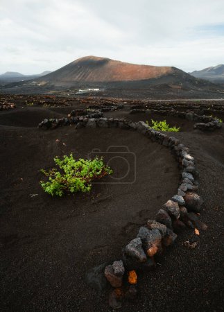 Photo for Volcanic vineyard of La geria region in Lanzarote - Canary Islands with black sand and green bush of vine . - Royalty Free Image
