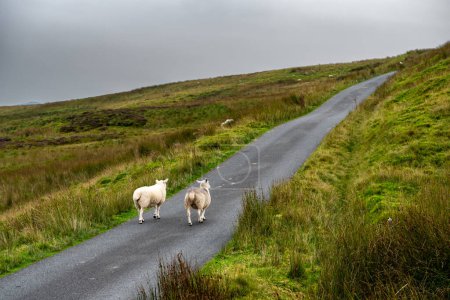 Einspurige Straße mit Schafen durch den Snowdonia National Park in Nordwales, Großbritannien