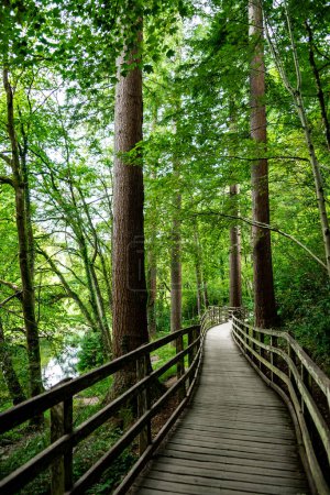 Téléchargez les photos : Promenade en forêt près du village Betws-y-Coed dans le parc national de Snowdonia au Pays de Galles, Royaume-Uni - en image libre de droit