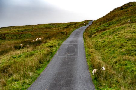Einspurige Straße mit Schafen durch den Snowdonia National Park in Nordwales, Großbritannien