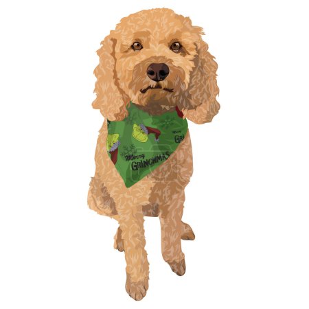 Illustration for Dog of Goldendoodle breed with green Christmas shawl, full body. Vector illustration - Royalty Free Image