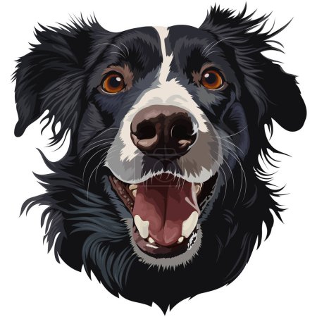Border Collie, vector pet portrait, cartoon portrait