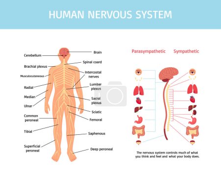 Photo for Human nervous system infographics in flat design - Royalty Free Image