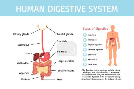 Téléchargez les photos : Infographie du système digestif humain en design plat - en image libre de droit