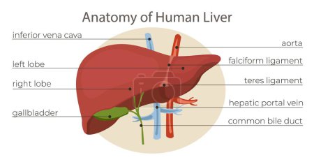 Foto de Infografía de órgano plano dibujado a mano sobre anatomía del hígado humano - Imagen libre de derechos