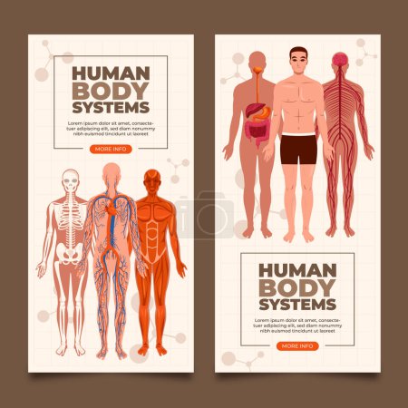 Téléchargez les photos : Modèle de bannière verticale de systèmes d'organes du corps humain plat collectio - en image libre de droit