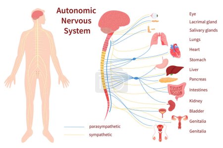 Téléchargez les photos : Composition des systèmes d'organes du corps humain plat dessiné à la main avec humain - en image libre de droit