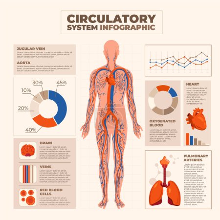 Téléchargez les photos : Plat infographie du corps humain sur le système circulatoire avec le corps a - en image libre de droit