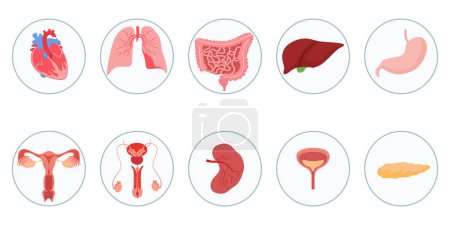 Téléchargez les photos : Organes du corps humain dessinés à la main icônes système avec illustration coll - en image libre de droit