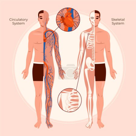 Téléchargez les photos : Composition des organes du corps humain plat avec le corps masculin - en image libre de droit