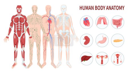 Téléchargez les photos : Système d'organes du corps humain dessiné à la main infographie avec differe - en image libre de droit
