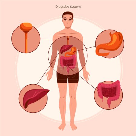 Téléchargez les photos : Corps humain plat systèmes d'organes fond de composition - en image libre de droit