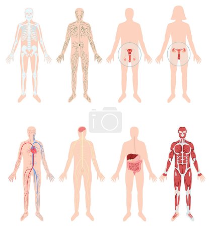 Téléchargez les photos : Dessiné à la main système d'organe du corps humain plat ensemble original avec le corps i - en image libre de droit