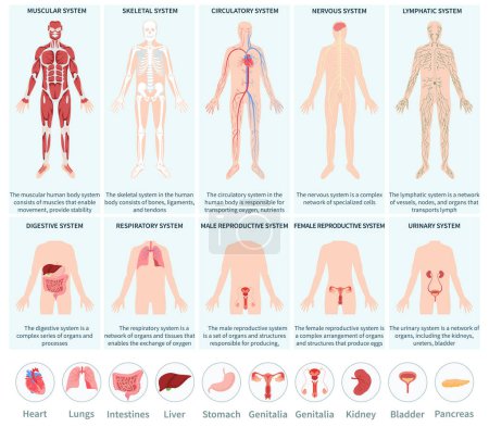 Téléchargez les photos : Ensemble infographique du système d'organes du corps humain dessiné à la main collecti - en image libre de droit