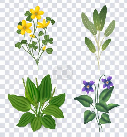 Realistic herbs set collection on transparent background