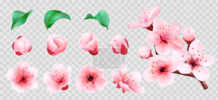 Realistic sakura tree element set collection with cherry blossom