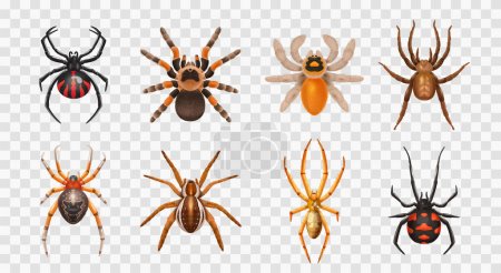 Téléchargez les illustrations : Icône transparente d'araignées réalistes avec différents types d'araignées illustration vectorielle inoffensive et toxique - en licence libre de droit