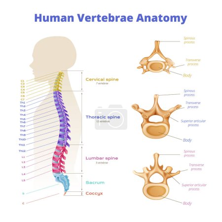 Ilustración de Infografías de anatomía de la médula espinal de las vértebras con diagrama de segmentos de columna vertebral codificados por color con leyendas de texto editables ilustración vectorial - Imagen libre de derechos