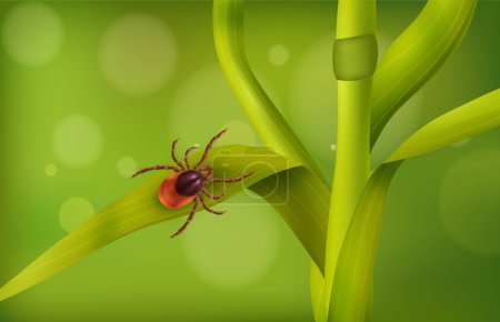 Téléchargez les illustrations : Composition réaliste de l'herbe d'acarien araignée avec des insectes rampant sur le brin d'herbe dans les bois illustration vectorielle - en licence libre de droit