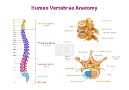 Infografías de la anatomía de la médula espinal de las vértebras con zonas codificadas por color de la columna vertebral e imágenes aisladas del hueso espinal ilustración vectorial