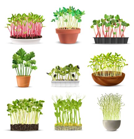 Sprouted grains in pots as ingredients for healthy nutrition realistic set isolated vector illustration