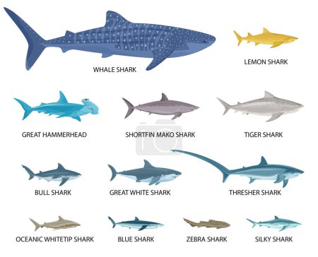 Sharks sizes flat set of isolated icons with views of small and big fishes with text vector illustration